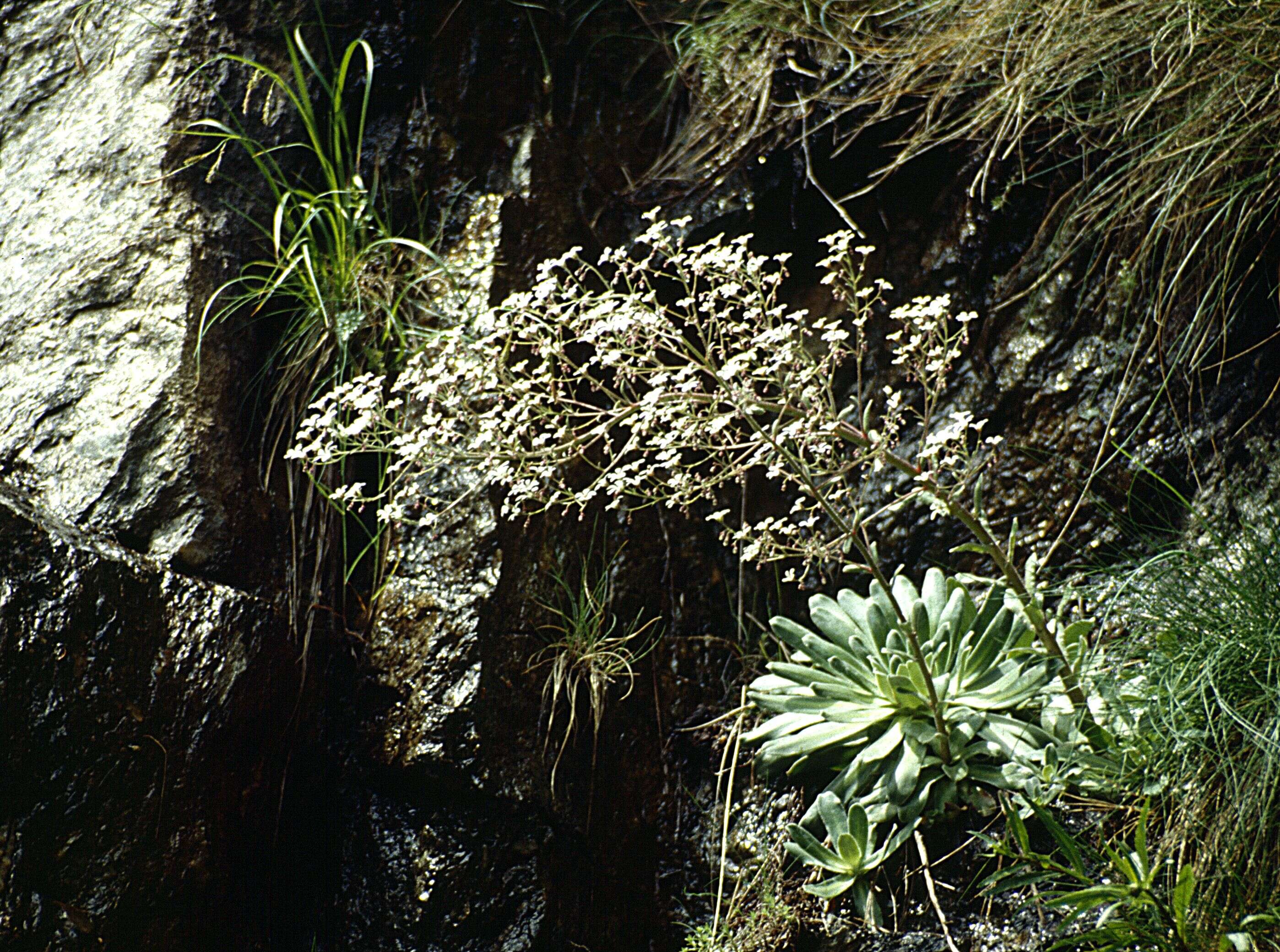 Image de Saxifraga cotyledon L.