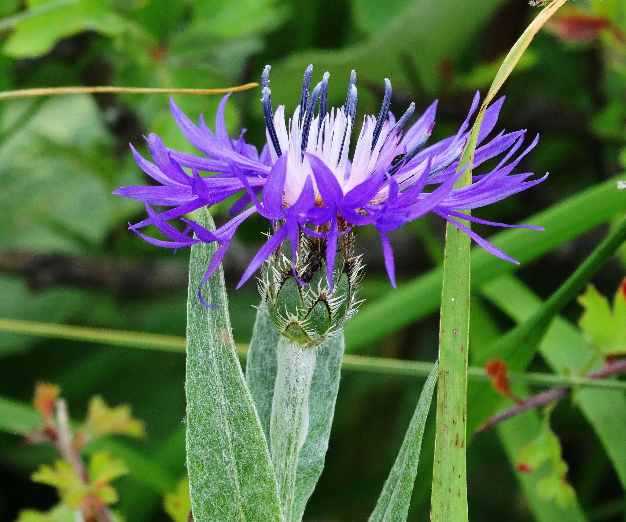 Image de Centaurea napulifera subsp. tuberosa (Vis.) Dostál