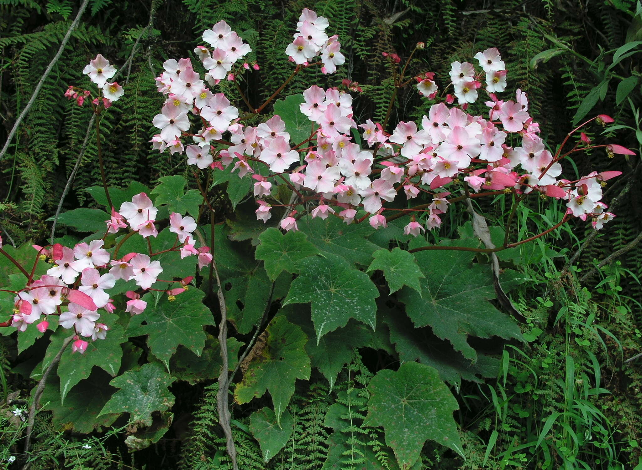 Слика од Begonia acerifolia Kunth