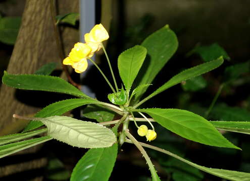 Image of Impatiens auricoma Baill.