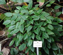 Image of Begonia elaeagnifolia Hook. fil.