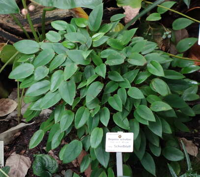 Слика од Begonia elaeagnifolia Hook. fil.