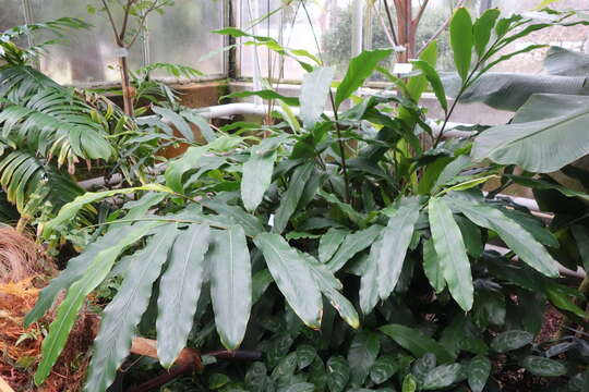 Image de Alpinia tonrokuensis Hayata