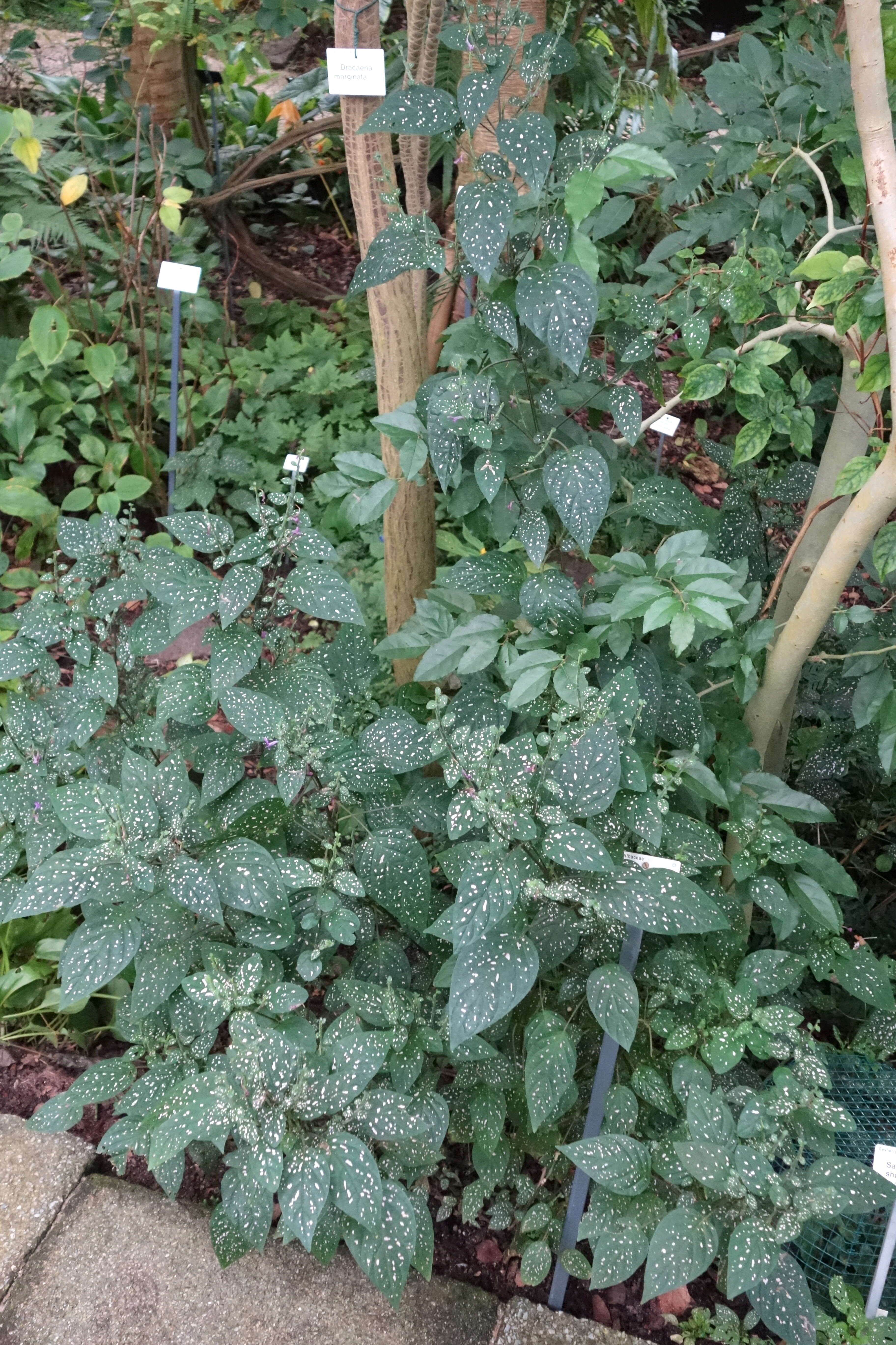 Image of polkadot-plant
