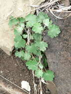 Image of Cineraria erodioides DC.