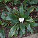 Image of Chlorophytum holstii Engl.