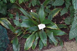 Image of Chlorophytum holstii Engl.