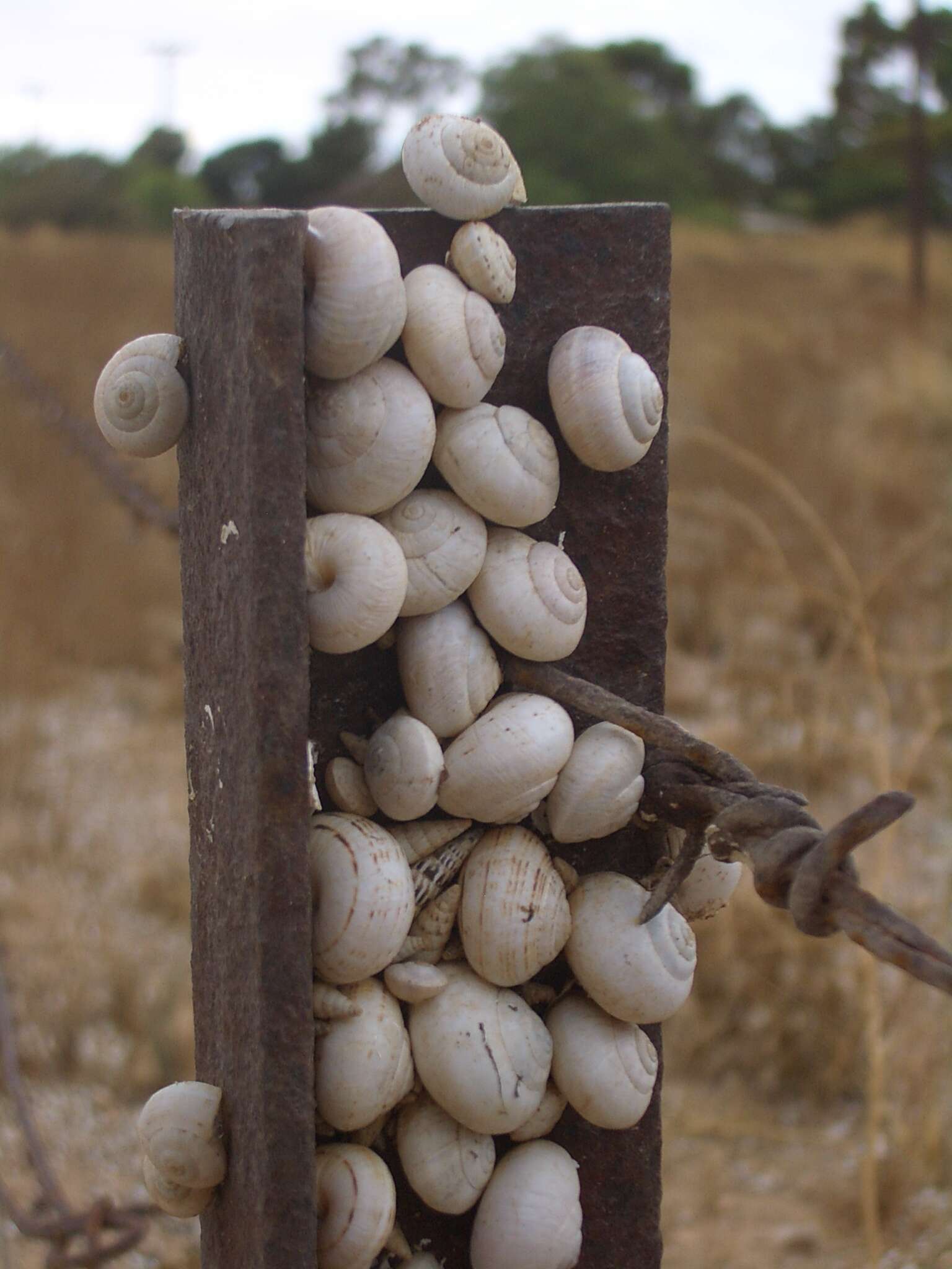 Image of Pointed snail