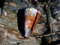 Image of blood-stained cone