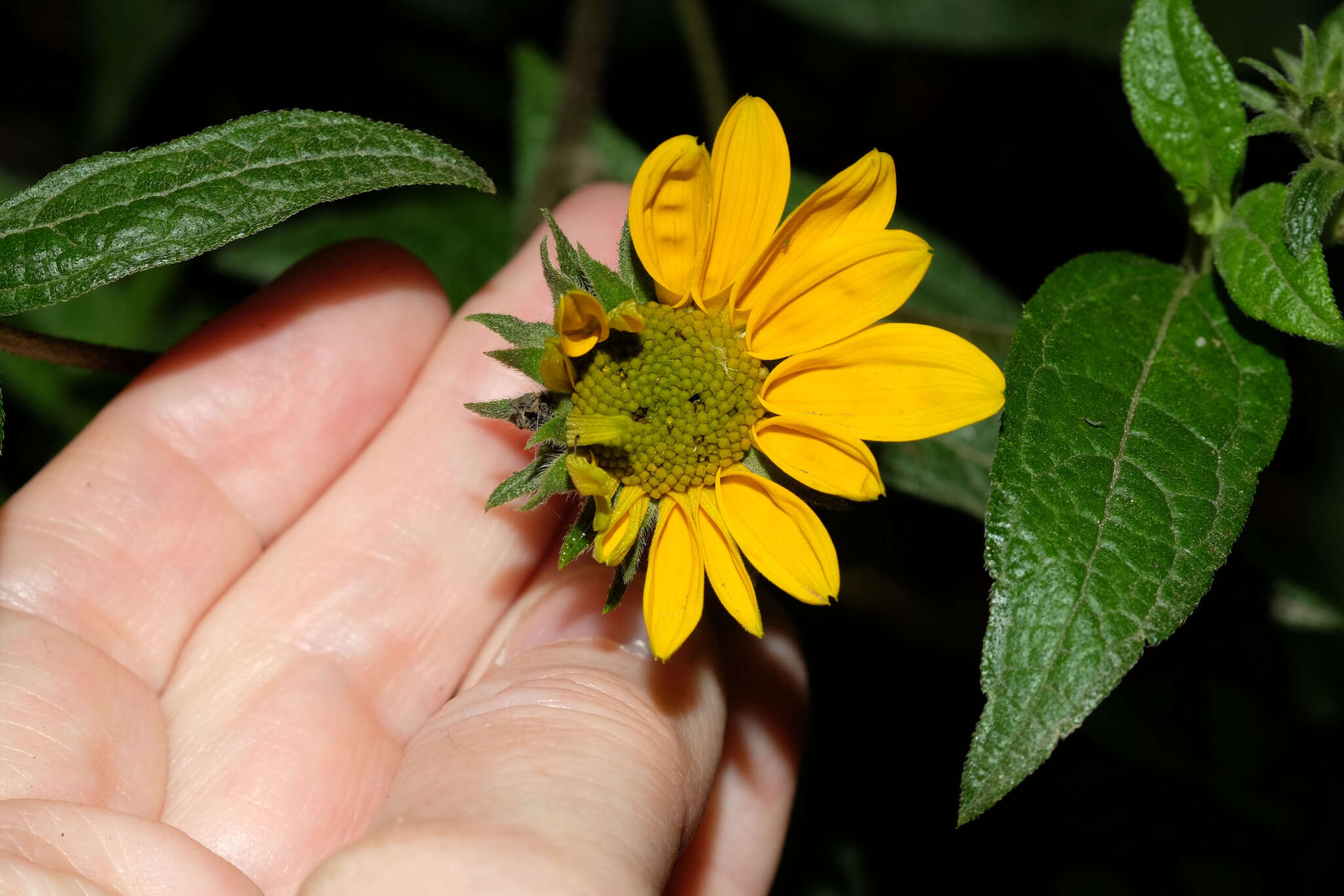 Image of Aldama lanceolata (Britt.) E. E. Schill. & Panero