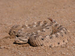 Image of Sidewinder Rattlesnake