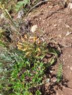 Image of Pedicularis physocalyx Bunge