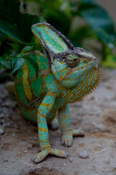 Image of Cone-head Chameleon