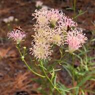 Image of coastal plain palafox