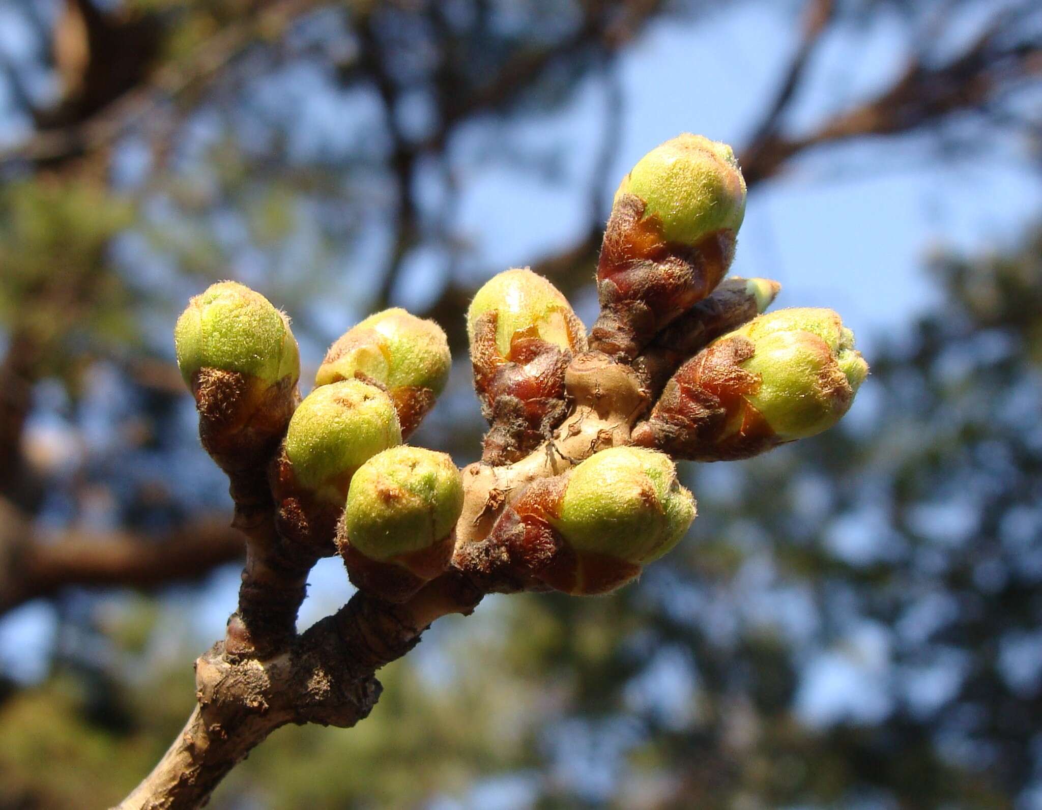 Plancia ëd Prunus yedoensis Matsum.