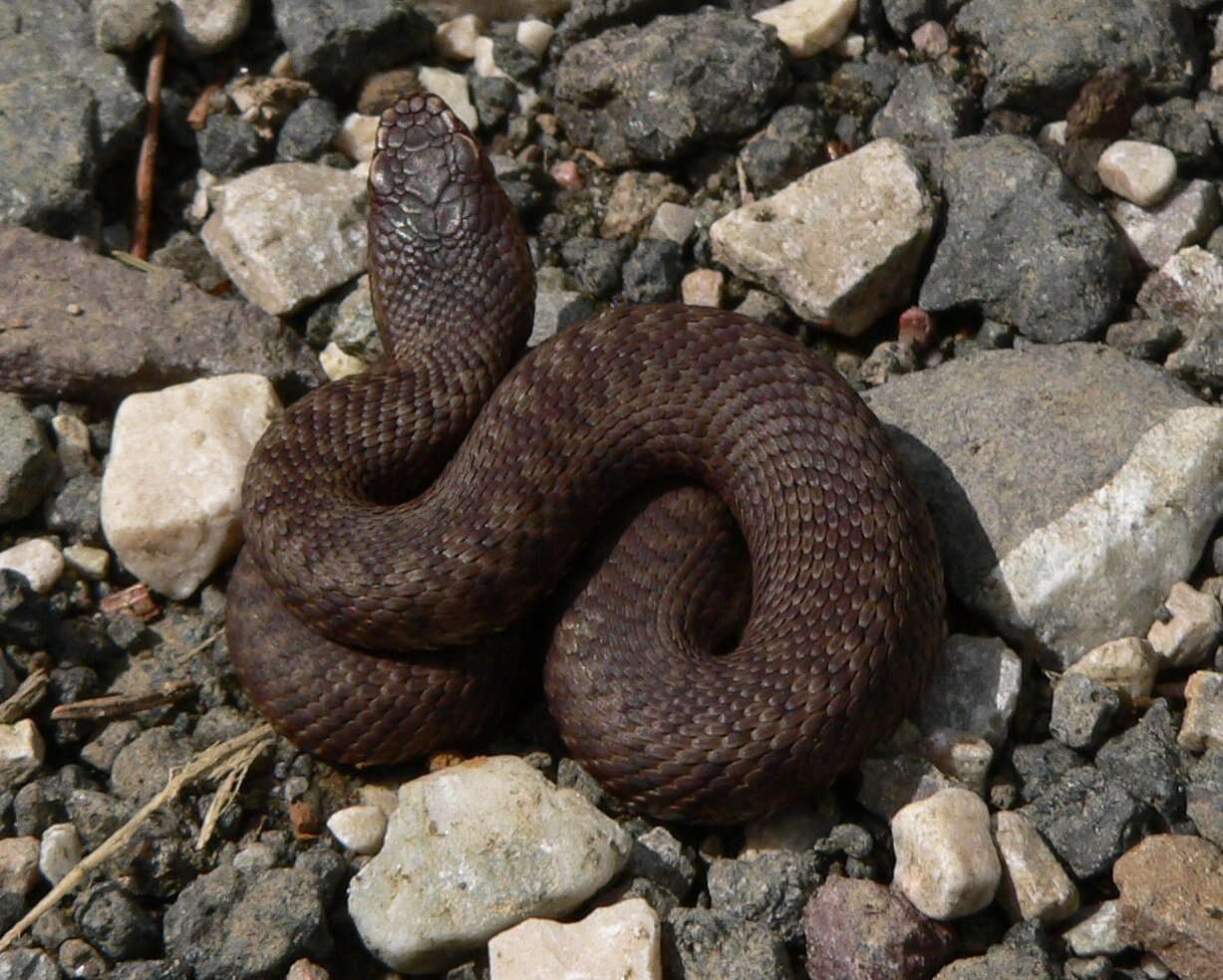 Image of Adder