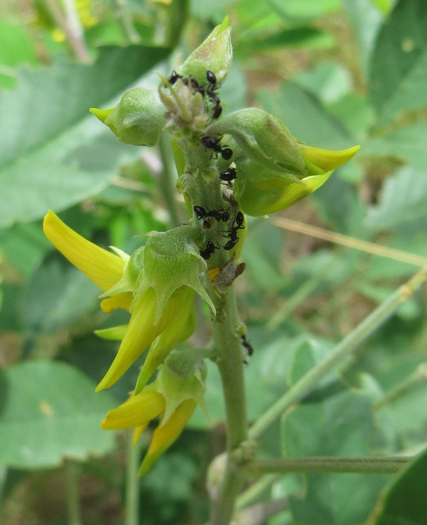 Image of Crotalaria pallida var. pallida