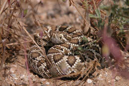 Image of Mohave Rattlesnake