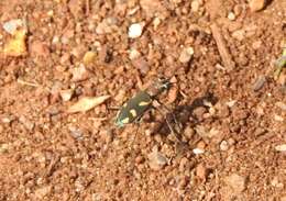 Image of Cicindela (Ancylia) calligramma Schaum 1861