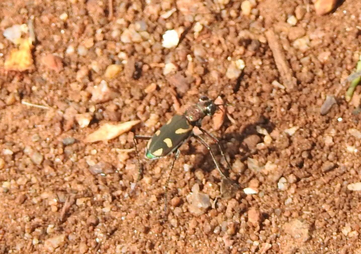 Image of Cicindela (Ancylia) calligramma Schaum 1861