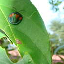 Discomorpha (Discomorpha) bisbiplagiata (Boheman 1856)的圖片