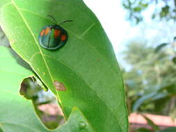 Discomorpha (Discomorpha) bisbiplagiata (Boheman 1856)的圖片