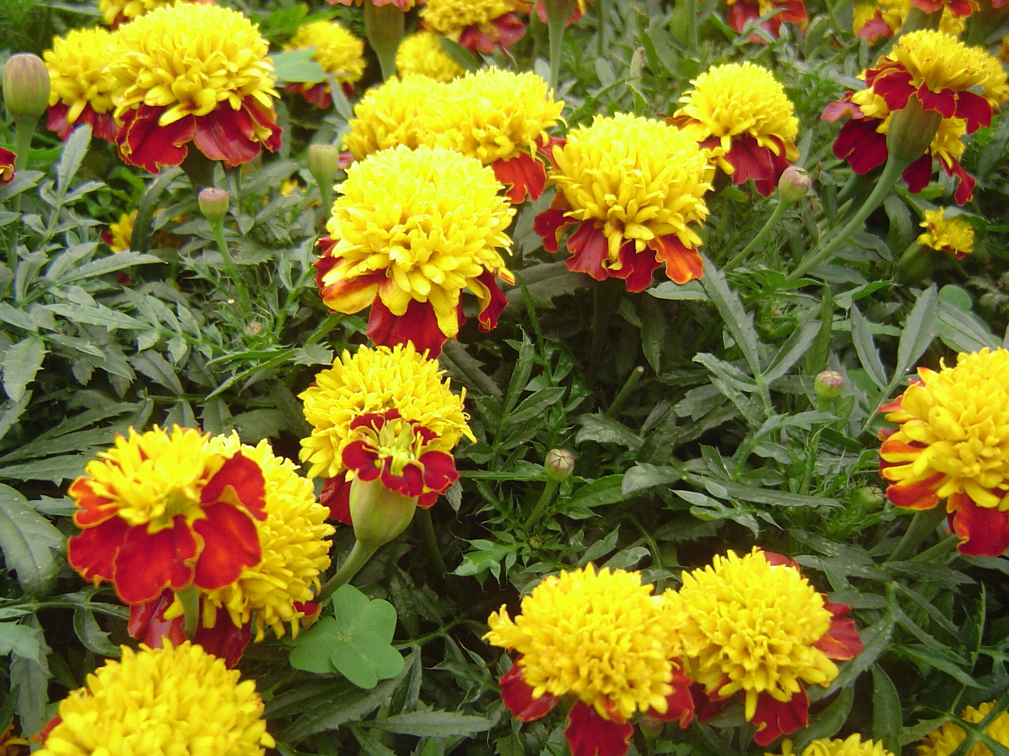 Image of French marigold