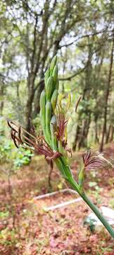 Image of Agave debilis A. Berger