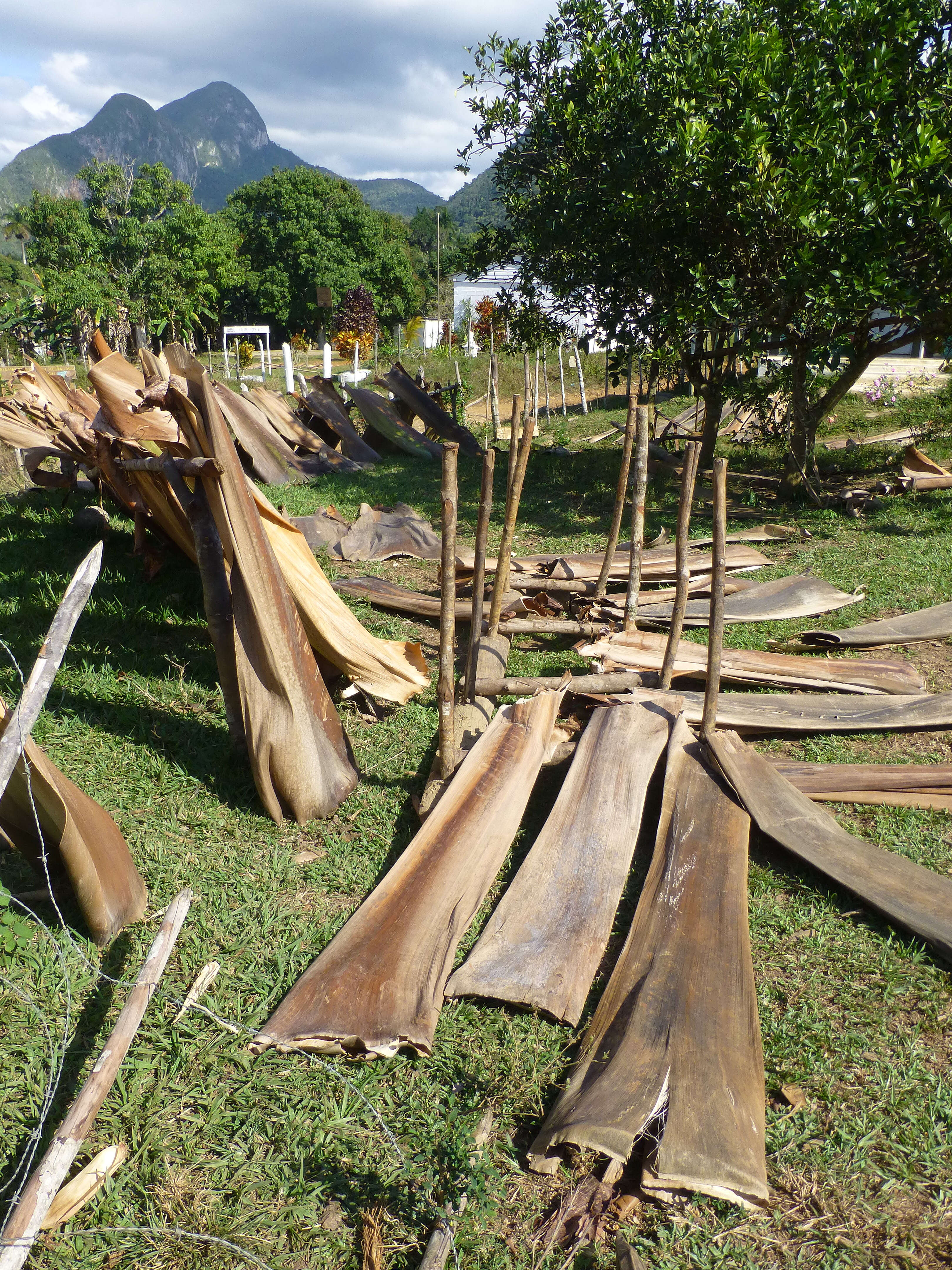 Image of Cuban Royal Palm