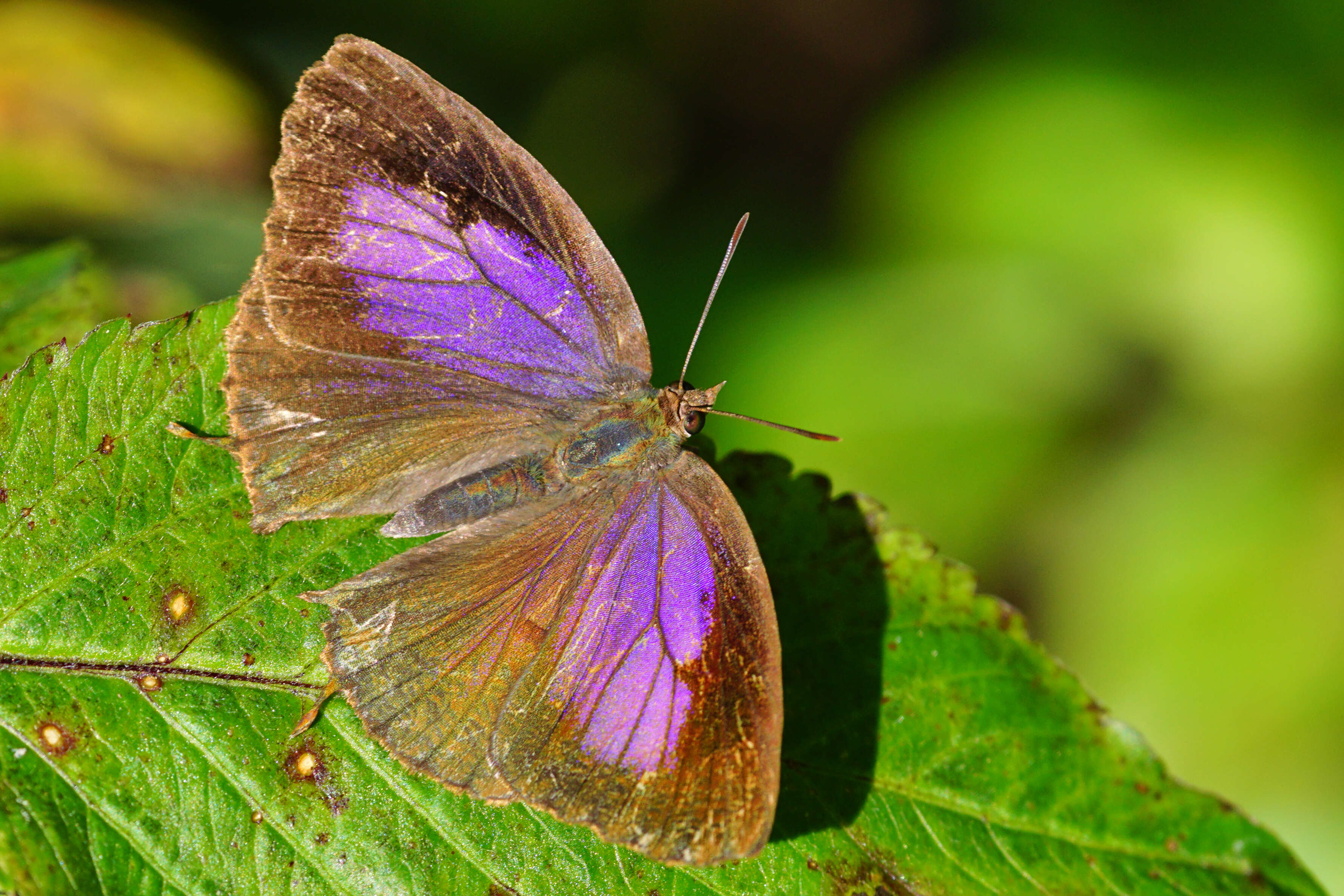 Image of Arhopala bazalus (Hewitson 1862)