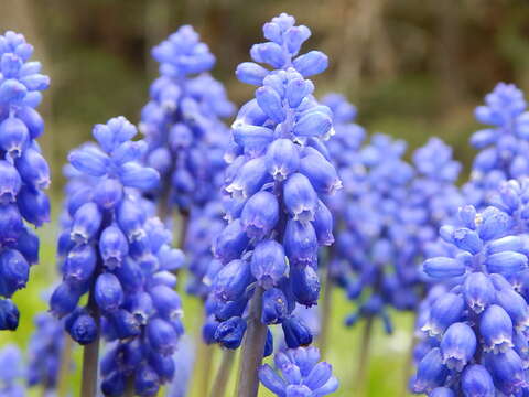 Imagem de Muscari armeniacum H. J. Veitch