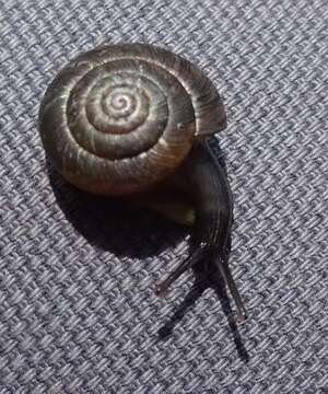 Image of reddish snail