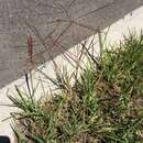 Image of tumble windmill grass