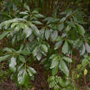 Слика од Pittosporum ferrugineum subsp. linifolium (A. Cunn.) L. W. Cayzer, M. D. Crisp & I. R. H. Telford