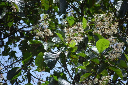 Image of Ladenbergia oblongifolia (Humb. ex Mutis) L. Andersson