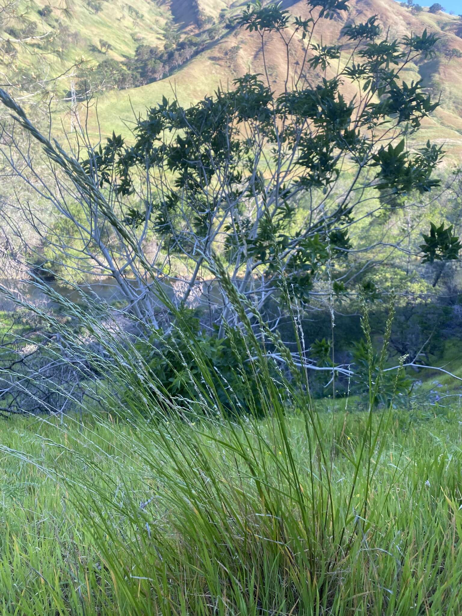 Image de Melica californica Scribn.