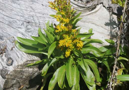 صورة Solidago azorica Hochst.