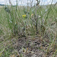 Image of shy wallflower