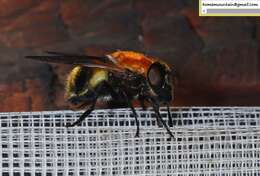 Image of Volucella jeddona Bigot 1875