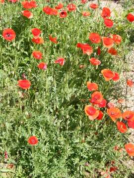 Image of corn poppy