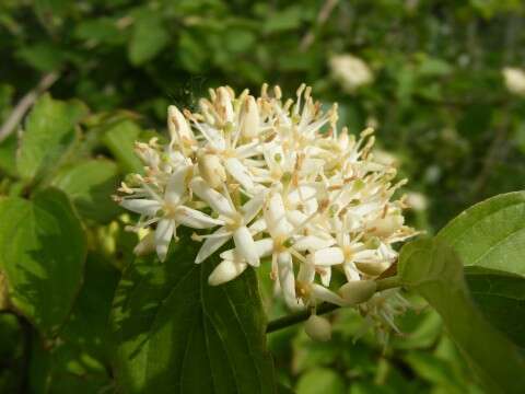 Imagem de Cornus sanguinea L.