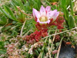 Imagem de Sedum candollei