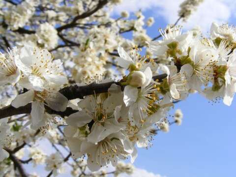 Image of Cherry Plum