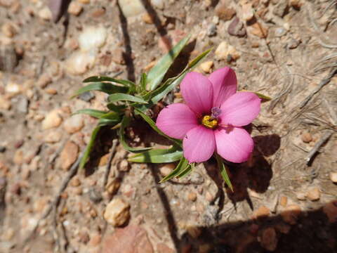 Image of Moraea versicolor (Salisb. ex Klatt) Goldblatt