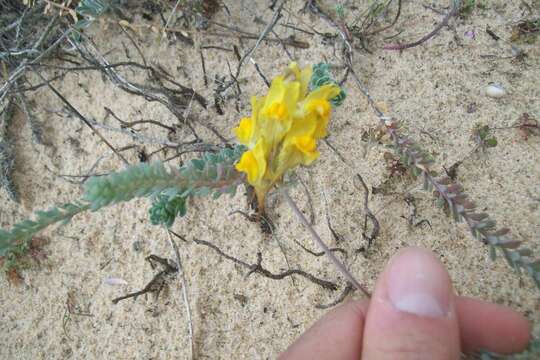 Image of Linaria polygalifolia Hoffmgg. & Link