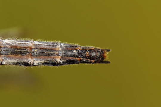 Image of Boreal Whiteface