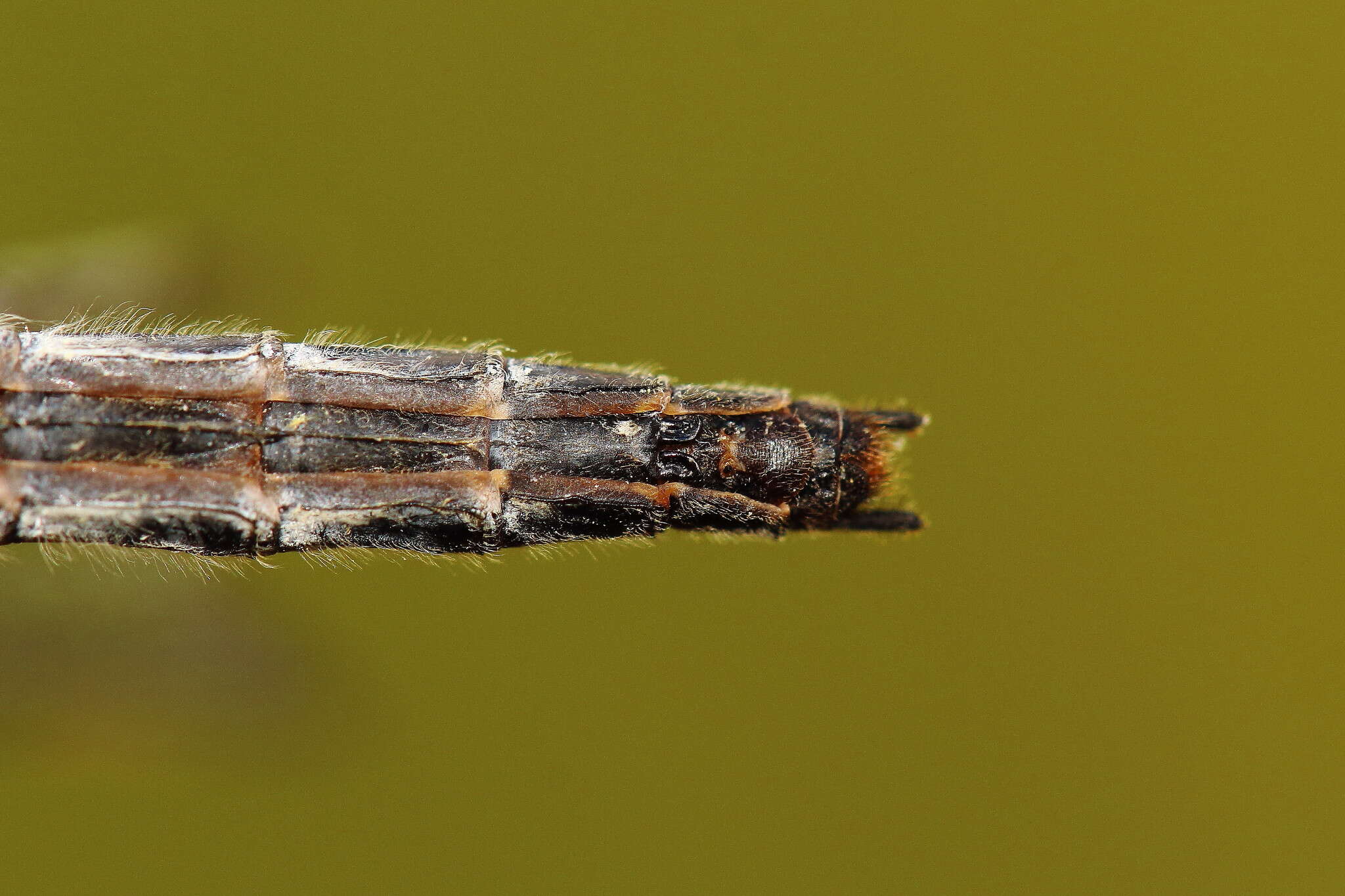 Image of Boreal Whiteface