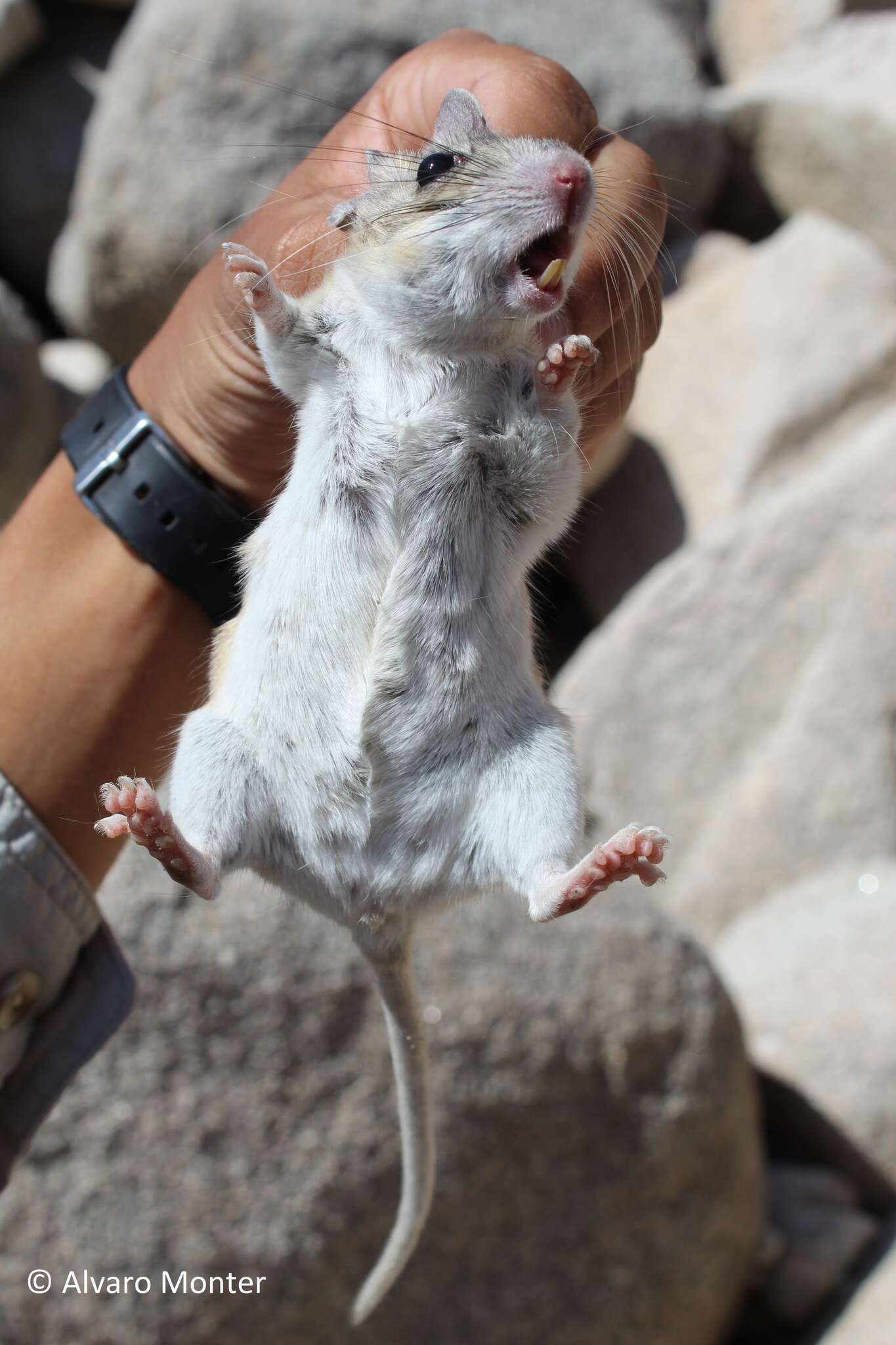 Image of Desert Woodrat