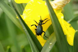 Image of Meloe violaceus