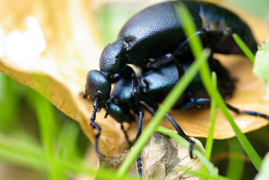 Image of Meloe violaceus